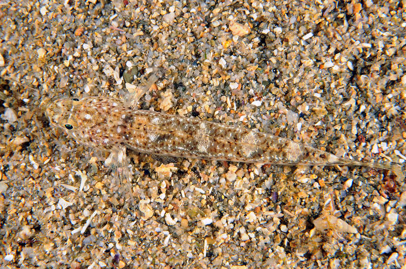 Pomatoschistus marmoratus e Pomatoschistus bathi